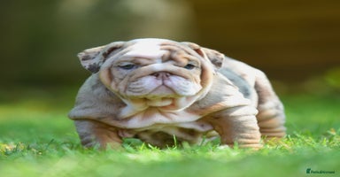 English Bulldog dogs - Advert 1