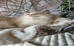Ragdoll cats for sale: Quality Tica reg Ragdoll kittens  - Image 10