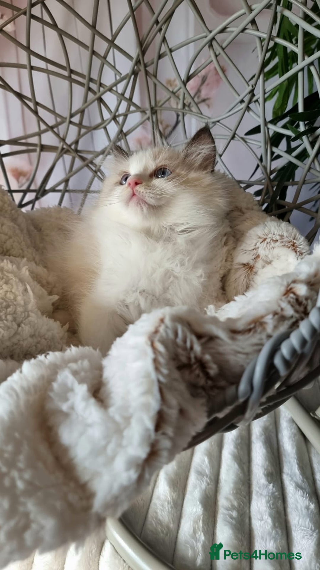 Ragdoll cats for sale: Quality Tica reg Ragdoll kittens  - Image 10