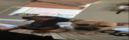 Mixed Breed dogs for sale: Gary 11month cheeky chap in Ilford - Advert 15