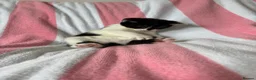 Mixed Breed cats for sale: Kittens, black and white - Advert 13