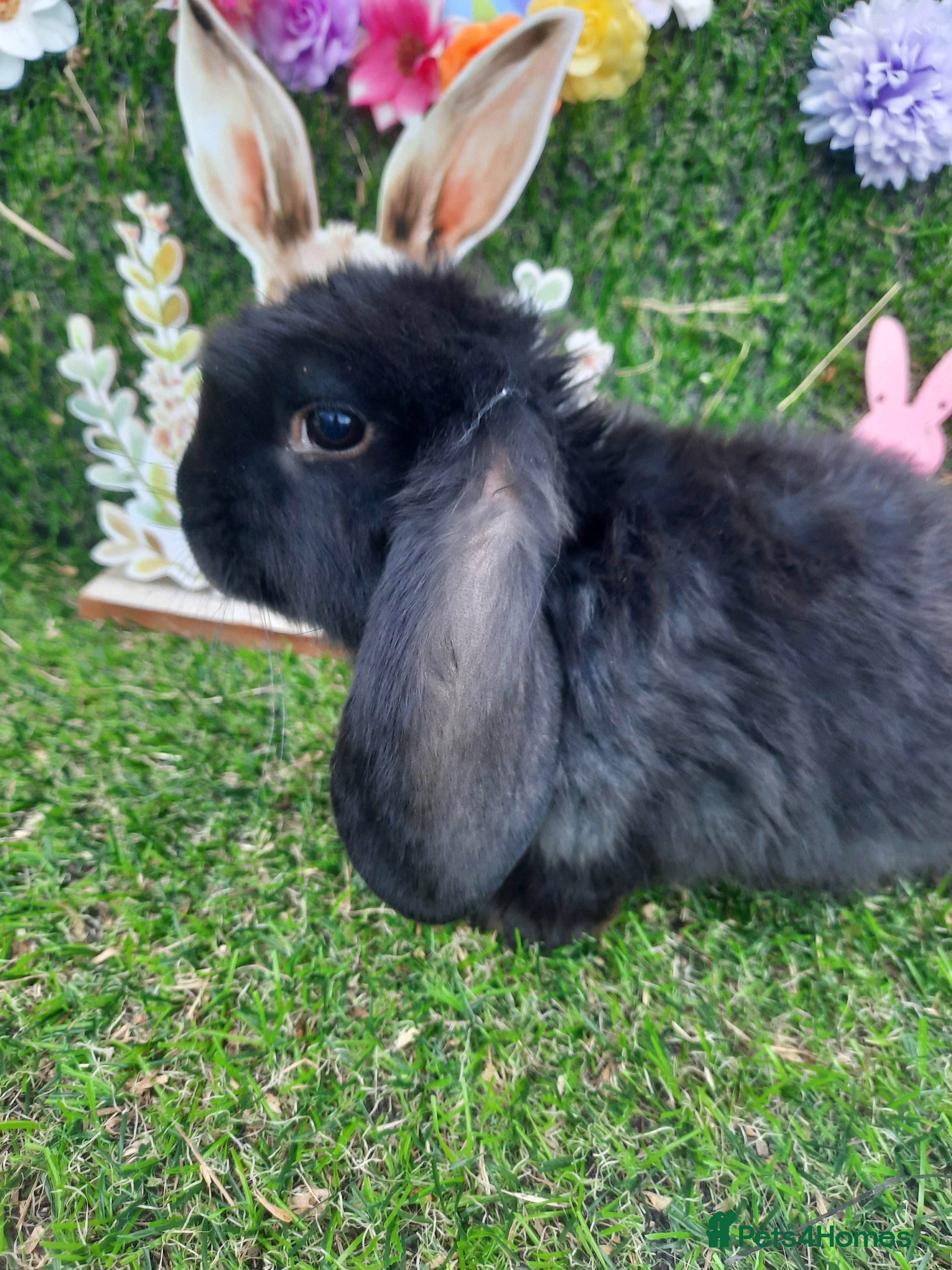 Mini Lop rabbits Mini lop babies ready now - Advert 13