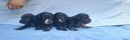 Cavapoo dogs for sale: Beautiful cavapoo puppies  - Advert 13