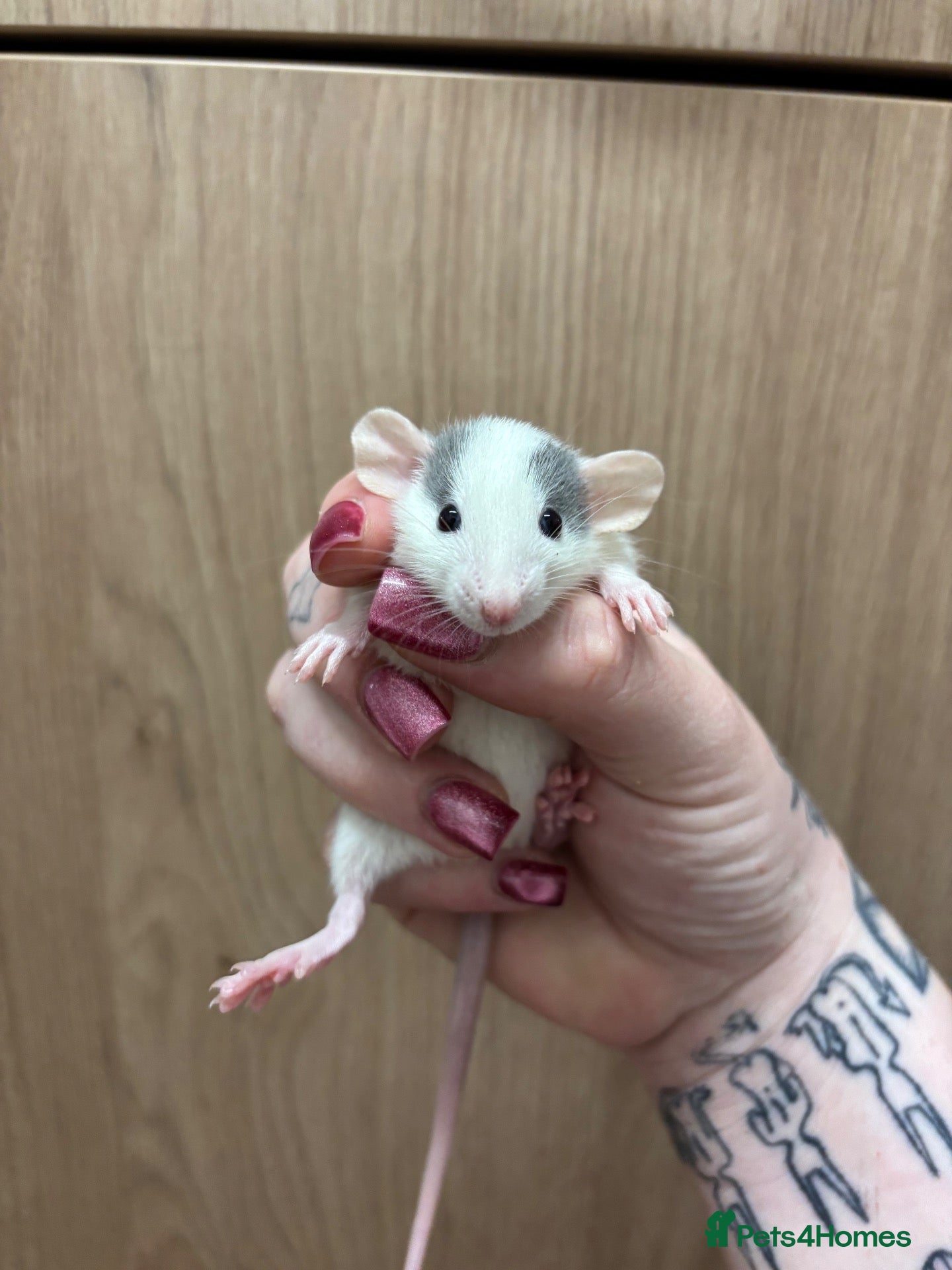 Rat rodents Gorgeous pedigree dwarf rat pups - Advert 1