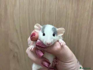 Rat rodents Gorgeous pedigree dwarf rat pups - Advert 1