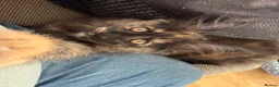 Maine Coon cats for sale: Full Maine coon born 14th feb kittens  - Advert 30