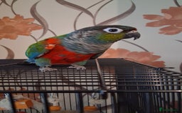 Conures birds for sale: Red Bellied Conure - Image 1