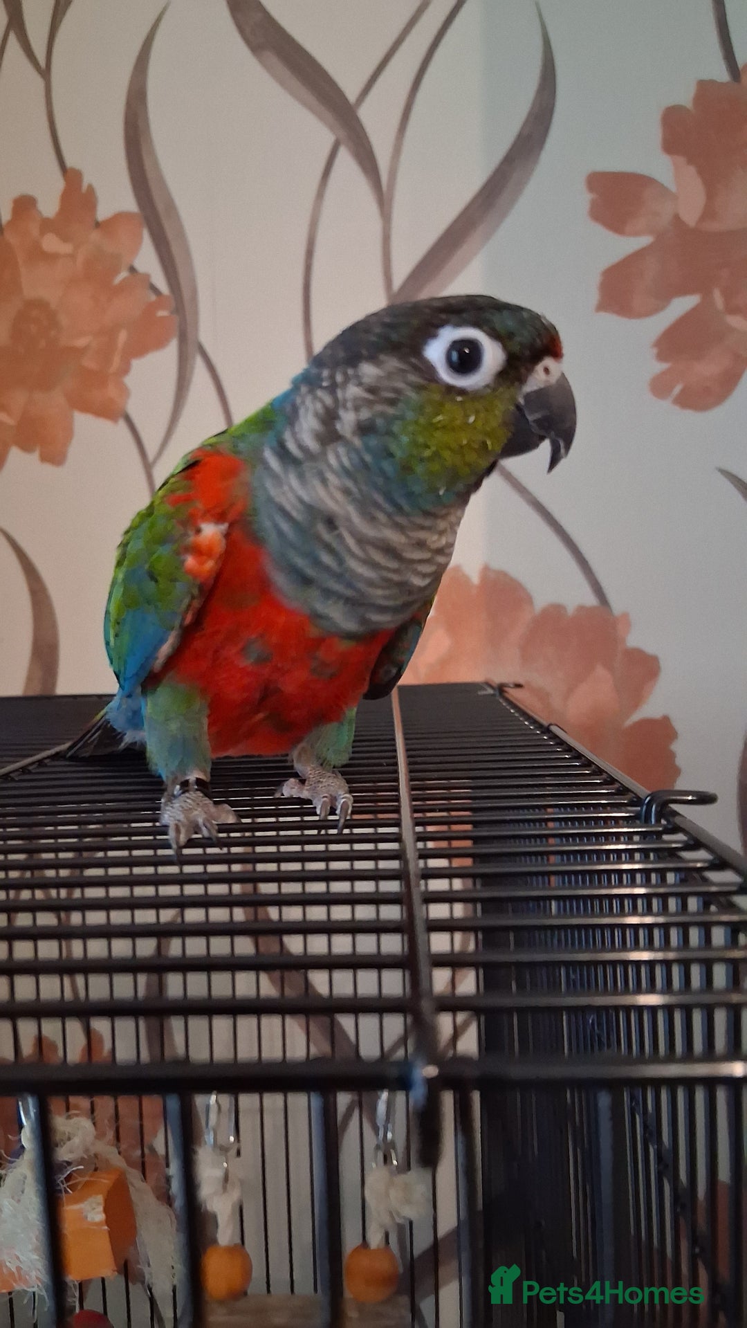 Conures birds for sale: Red Bellied Conure - Image 1
