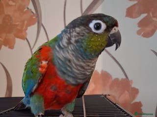 Conures birds Red Bellied Conure - Advert 12