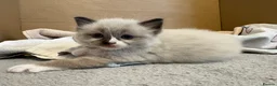 Ragdoll cats for sale: Ragdoll male kitten - Advert 3