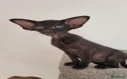 Oriental cats for sale: Oriental Shorthair kittens  - Image 23