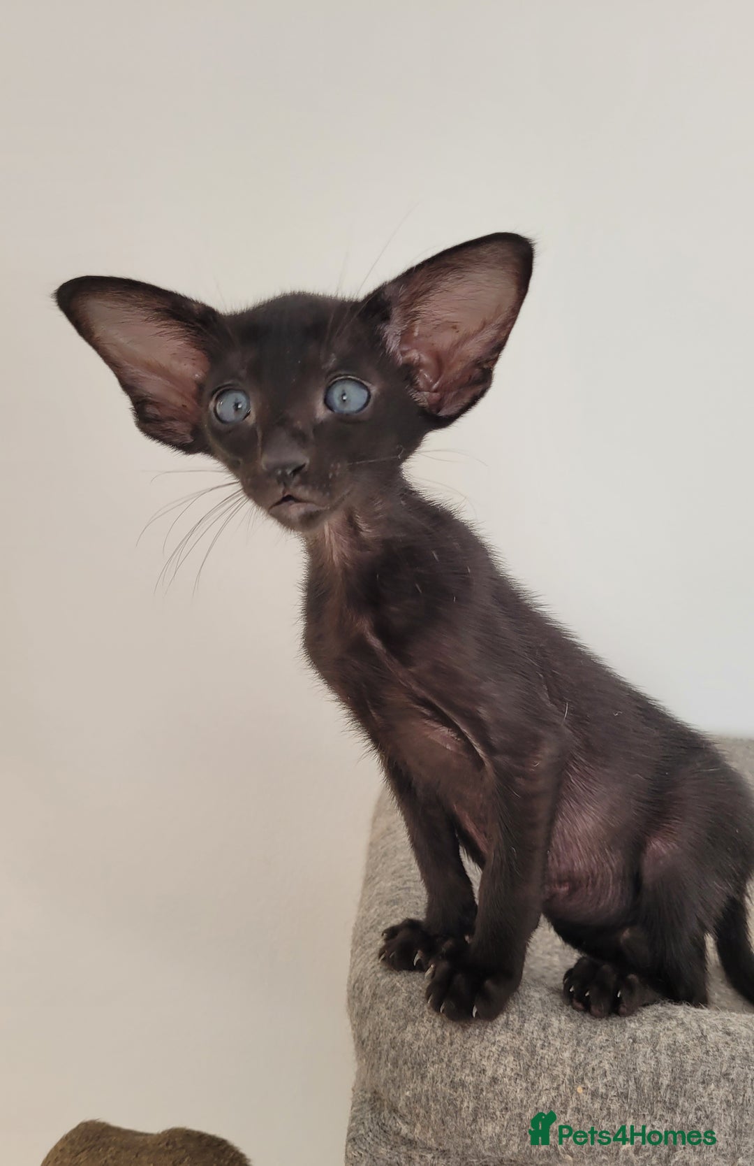 Oriental cats for sale: Oriental Shorthair kittens  - Image 23
