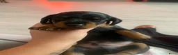 Miniature Dachshund dogs for sale: Beautiful Miniature Dachshund Puppy’s For Sale  - Advert 2