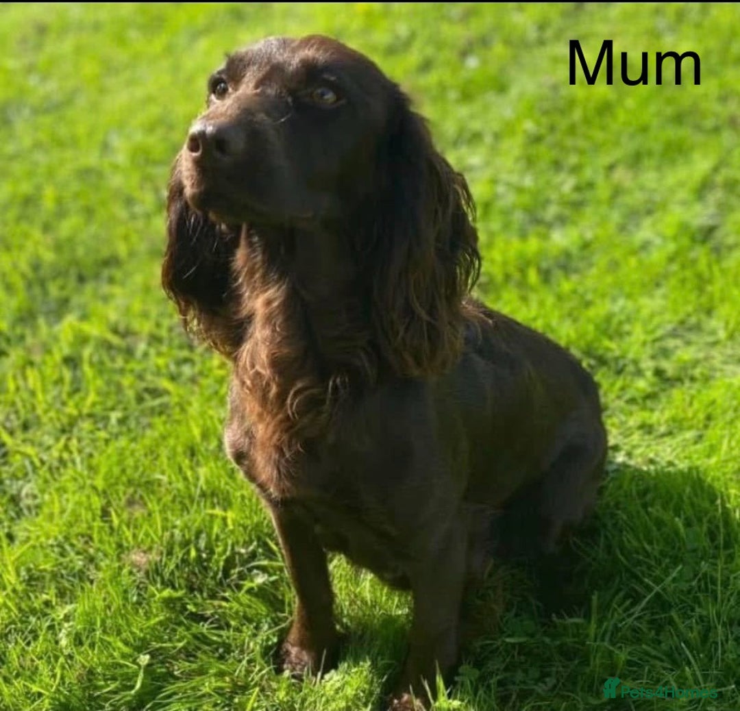 Cocker Spaniel dogs for sale: Working cocker spaniel puppies - Image 8
