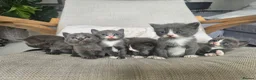Russian Blue cats for sale: Grey kittens Russian Blue crossed  - Advert 12