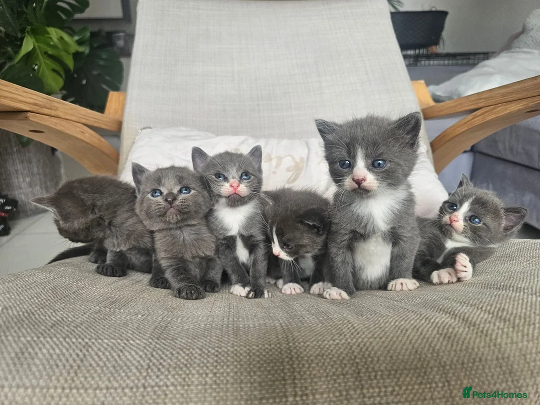 Russian Blue cats for sale: Grey kittens Russian Blue crossed  - Advert 12
