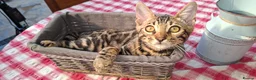 Bengal cats for sale: Stunning Bengal Kittens  - Advert 27