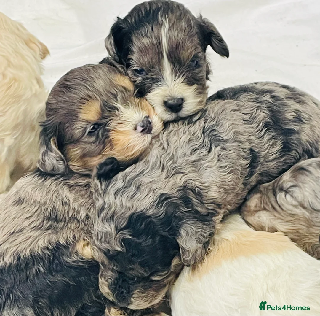 Cavapoo dogs for sale: Exceptional F1 B teddy bear cavapoo puppies  - Advert 5