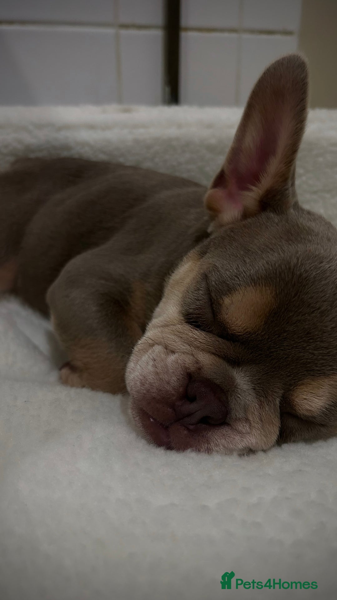 French Bulldog dogs for sale: 🐾 Adorable French Bulldog Puppy – Mugsy - Image 6