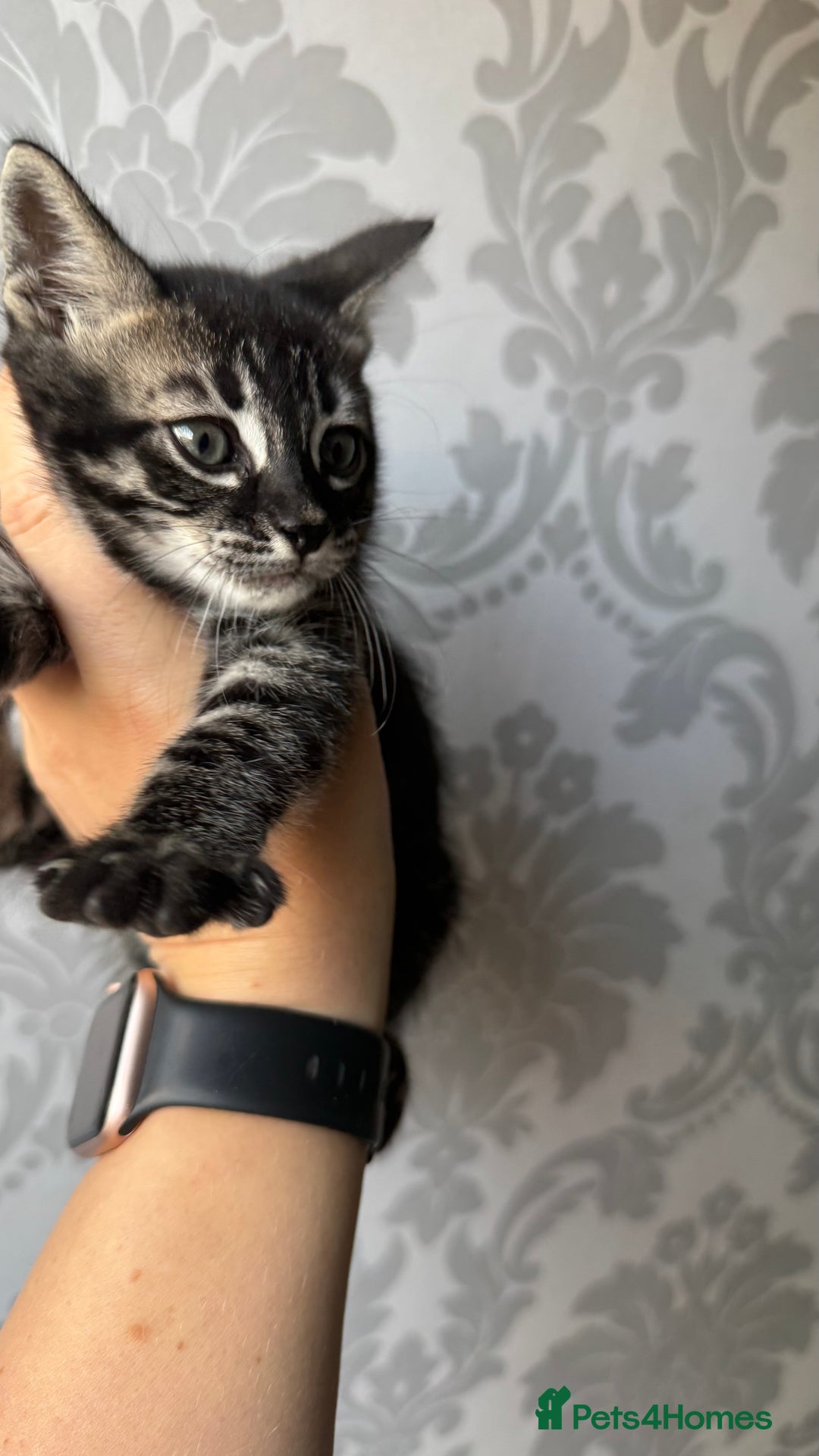 Mixed Breed cats for sale: Mixed bengal kittens - Advert 35