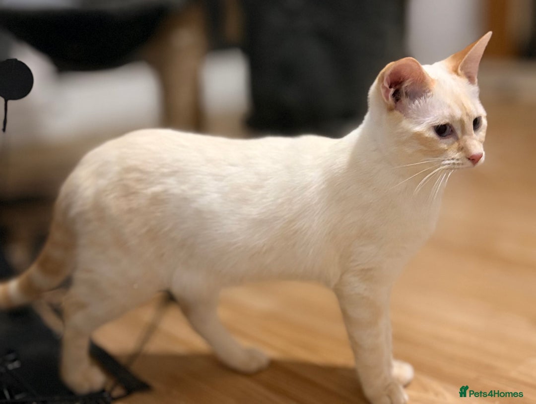 Bengal cats for sale: Urgent Bengal and x savannah kittens. - Advert 6