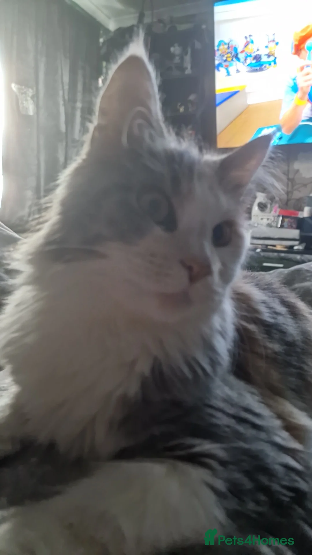 Maine Coon cats for sale: Maine coon X - Advert 2