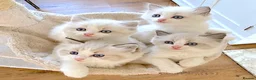 Ragdoll cats for sale: READY NOW *** INDOOR FULL PEDIGREE RAGDOLL KITTENS - Advert 7