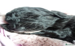 Sheepadoodle dogs for sale: Mini Sheepadoodle the wait is over!  - Image 32
