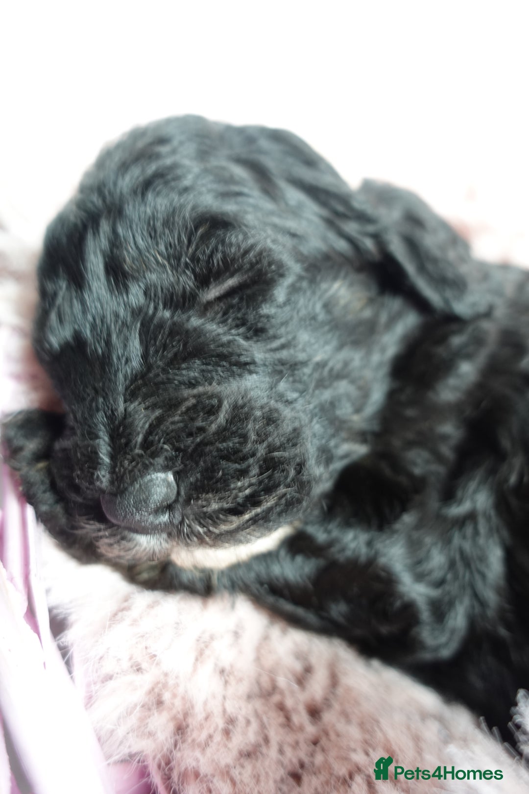 Sheepadoodle dogs for sale: Mini Sheepadoodle the wait is over!  - Image 32
