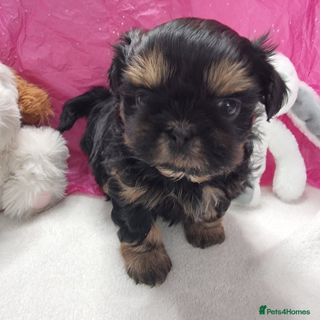 Shih Tzu dogs for sale: Kc stunning small imperial baby boy/girl - Image 8