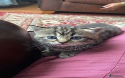 Mixed Breed cats for sale: 1/4 Persian, 1/4 Ragdoll kittens looking for home - Image 15