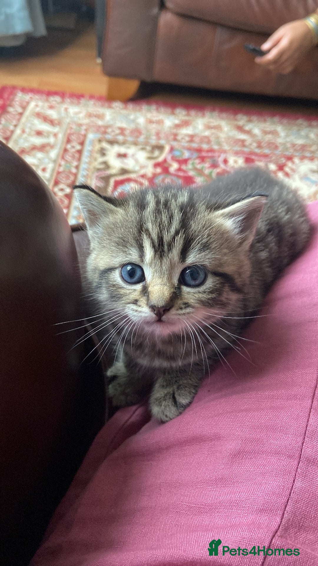 Mixed Breed cats for sale: 1/4 Persian, 1/4 Ragdoll kittens looking for home - Image 15