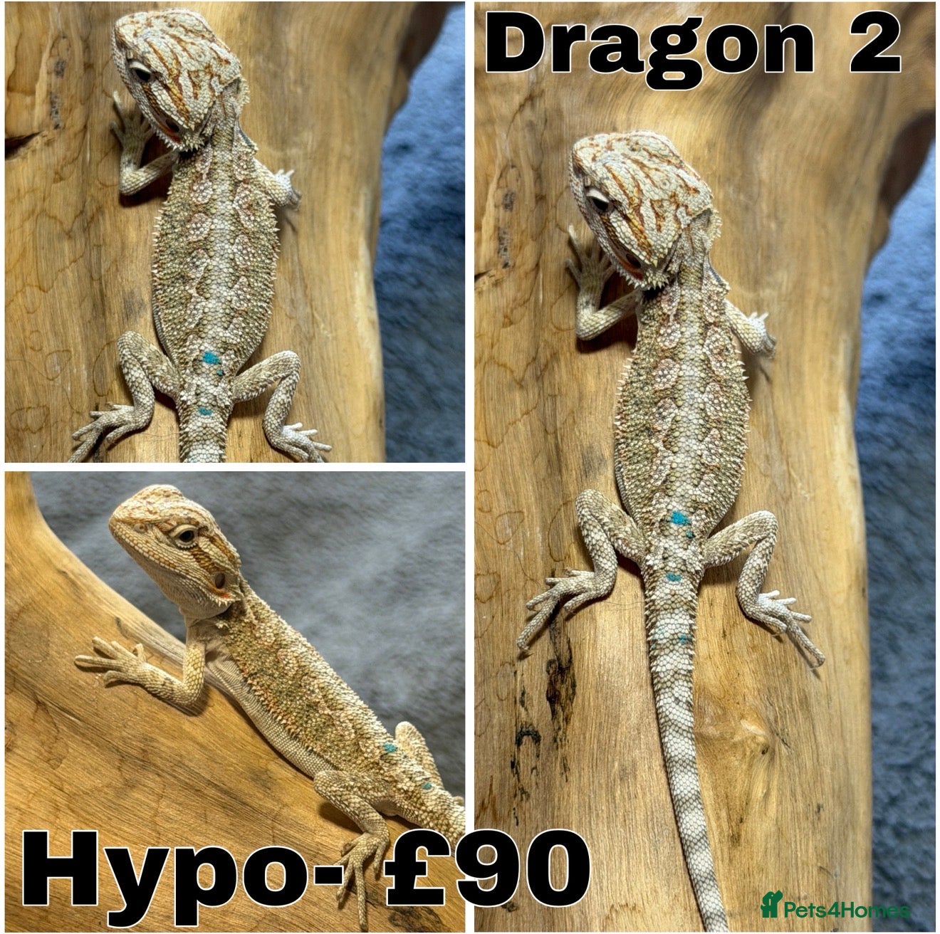Bearded Dragon reptiles STUNNING BEARDIES- JUNE 12th - Advert 2