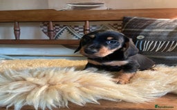 Mixed Breed dogs for sale: Dachshund Crosses - Image 4