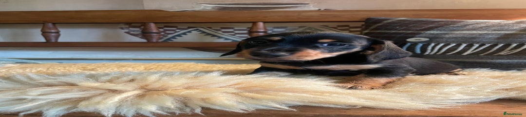 Mixed Breed Puppy 2