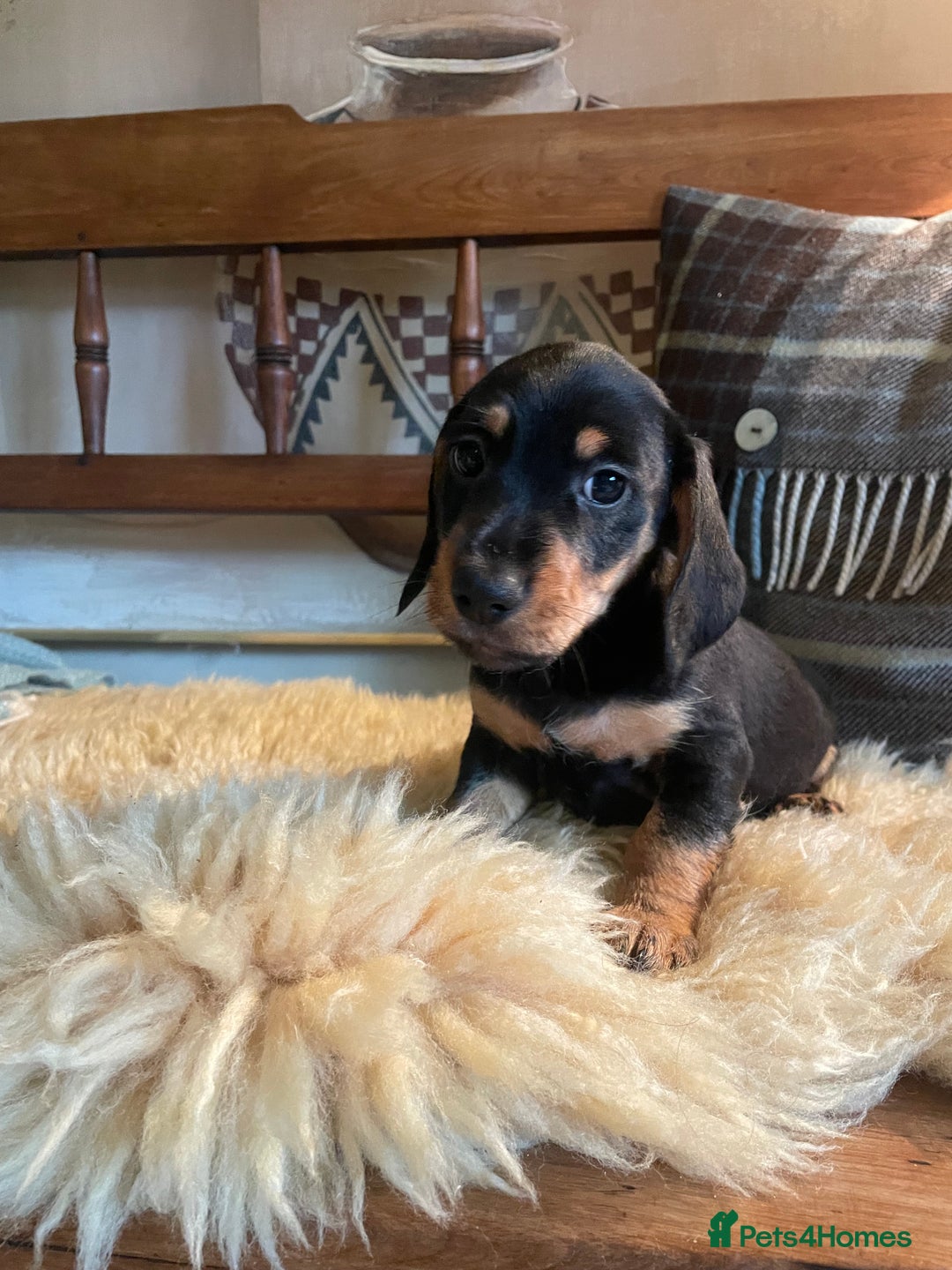 Mixed Breed dogs for sale: Dachshund Crosses - Image 4