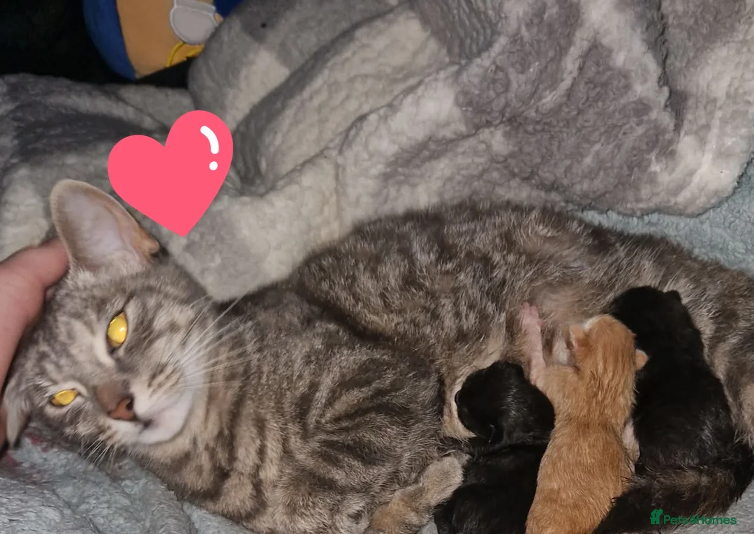 Mixed Breed cats for sale: Beautiful kittens (READY NOW) - Advert 11