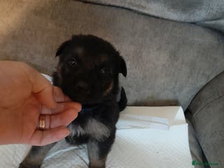German Shepherd dogs Stunning German shepherd puppies - Advert 5