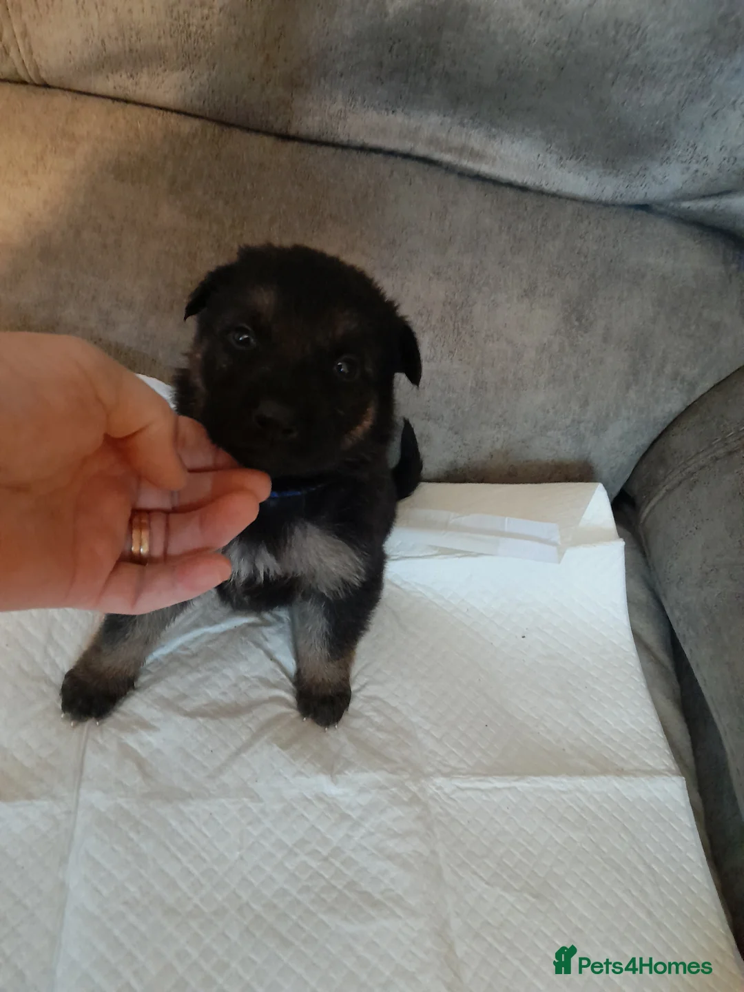 German Shepherd dogs for sale: Stunning German shepherd puppies - Advert 4