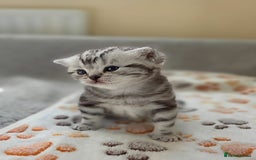 British Shorthair cats for sale: Silver Tabby kitten with his mother  - Image 17