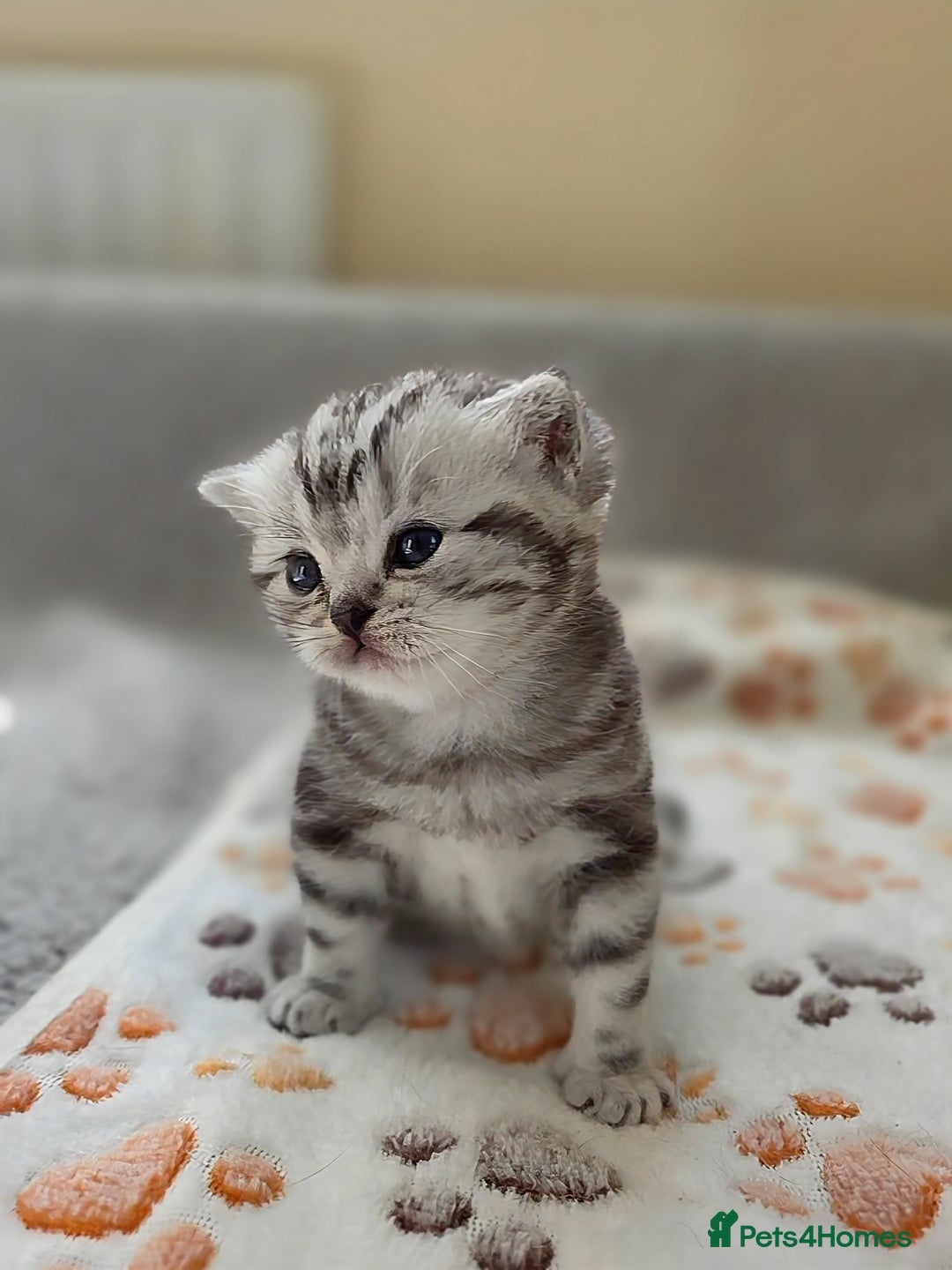 British Shorthair cats for sale: Silver Tabby kitten with his mother  - Image 17