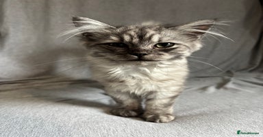 Mixed Breed cats - Advert 4