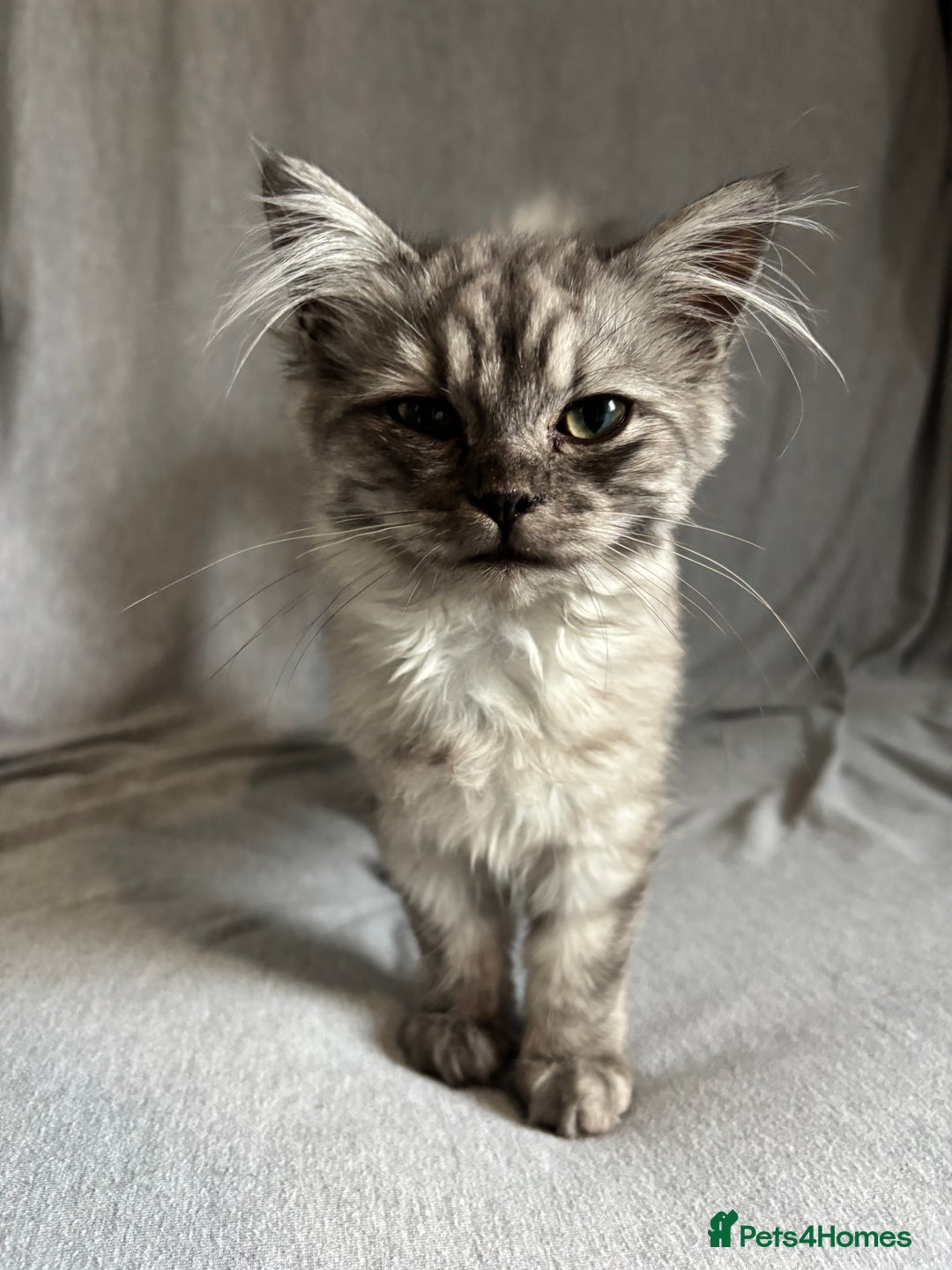 Mixed Breed cats for sale: unique grey smoke tipped female Persian cross  - Image 2