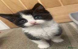 Turkish Angora cats for sale: Turkish angora mix kittens for sale  - Image 3