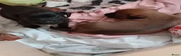 Patterjack dogs for sale: Beautiful puppies in Rhyl - Advert 2