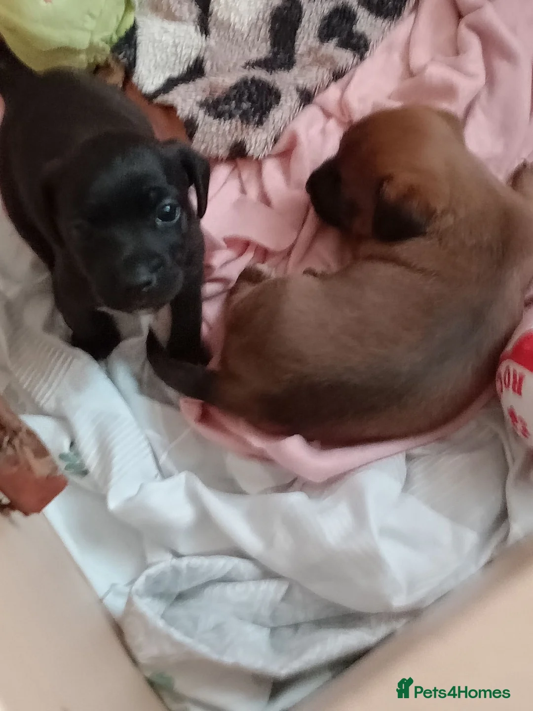 Patterjack dogs for sale: Beautiful puppies in Rhyl - Advert 2