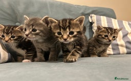 Mixed Breed cats for sale: 3 loveable female kittens - Image 5