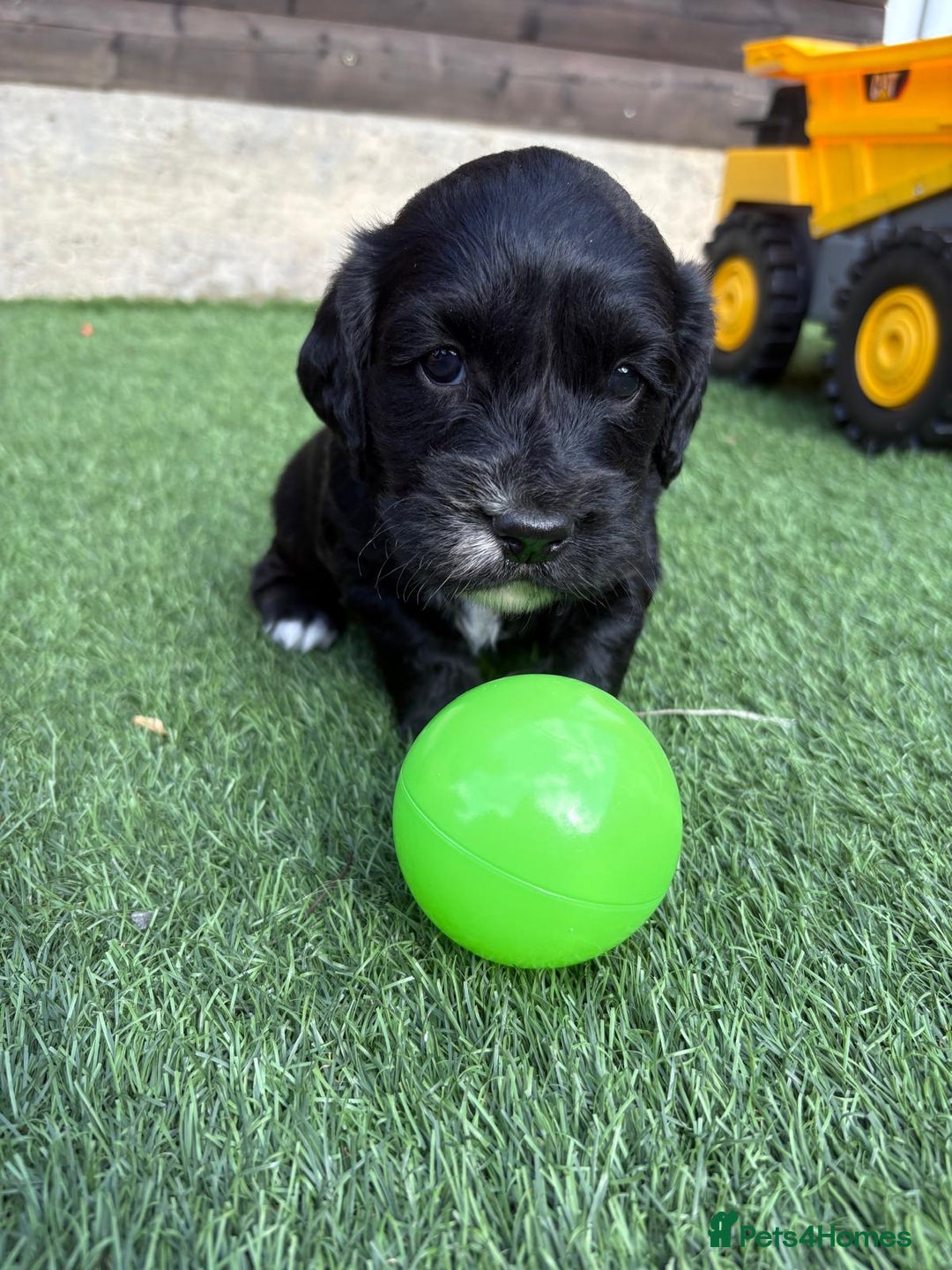 Cocker Spaniel dogs for sale: 3 Beautiful cocker spaniel puppies 2 boys 1 girl - Image 16