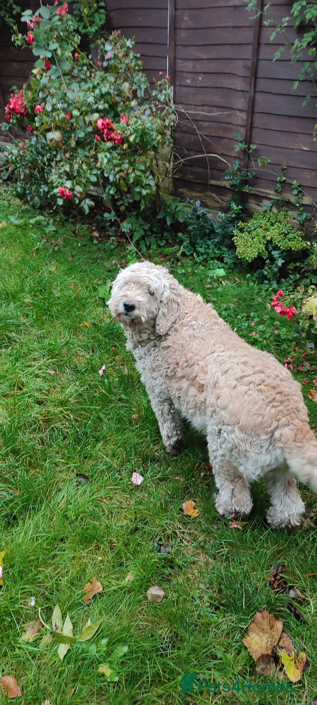 Goldendoodle dogs for sale: Golden doodle 5 year old female  - Image 6