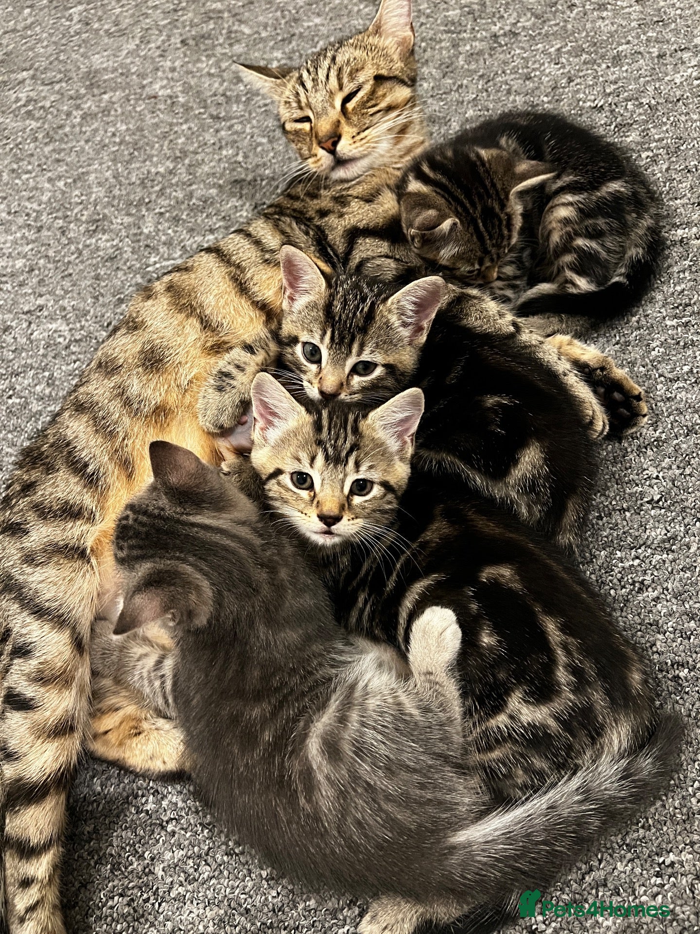 Mixed Breed cats Beautiful tabby kittens for new homes🐈🐈🐈‍⬛ - Advert 18